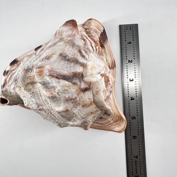 Vintage Striped Cassis Tuberosa - King Helmet Sea Snail Shell - Picture 8 of 10